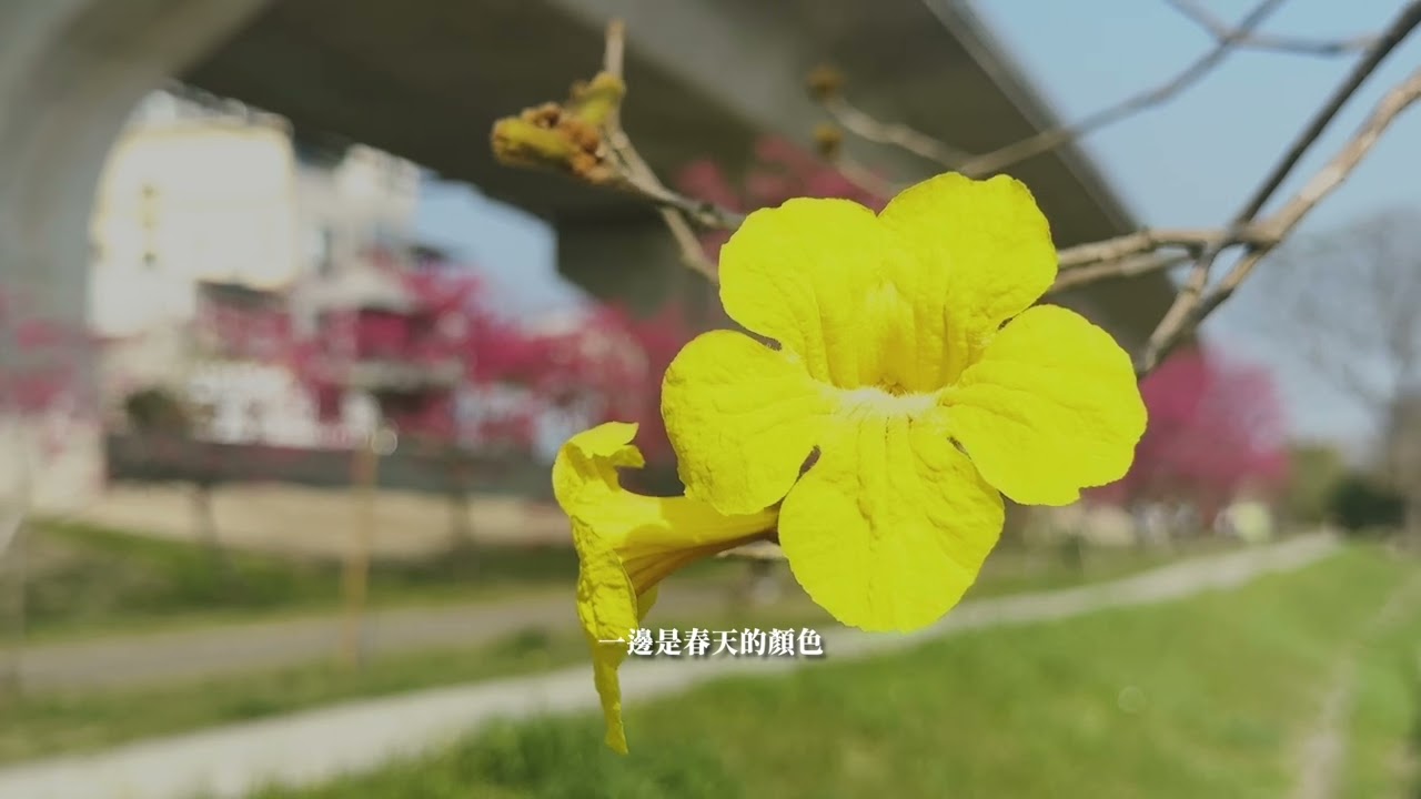 橋下春櫻