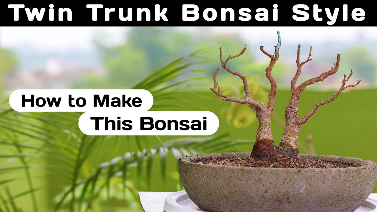 Twin Trunk Bonsai Style