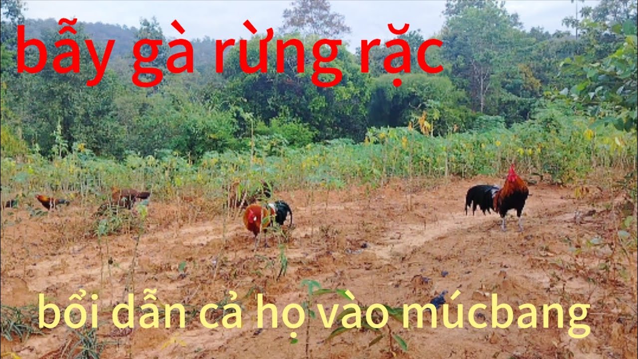bẫy gà rừng rặc, bổi dẫn cả họ hàng vào múc bang gà mồi @Sanbatamthuc-tv