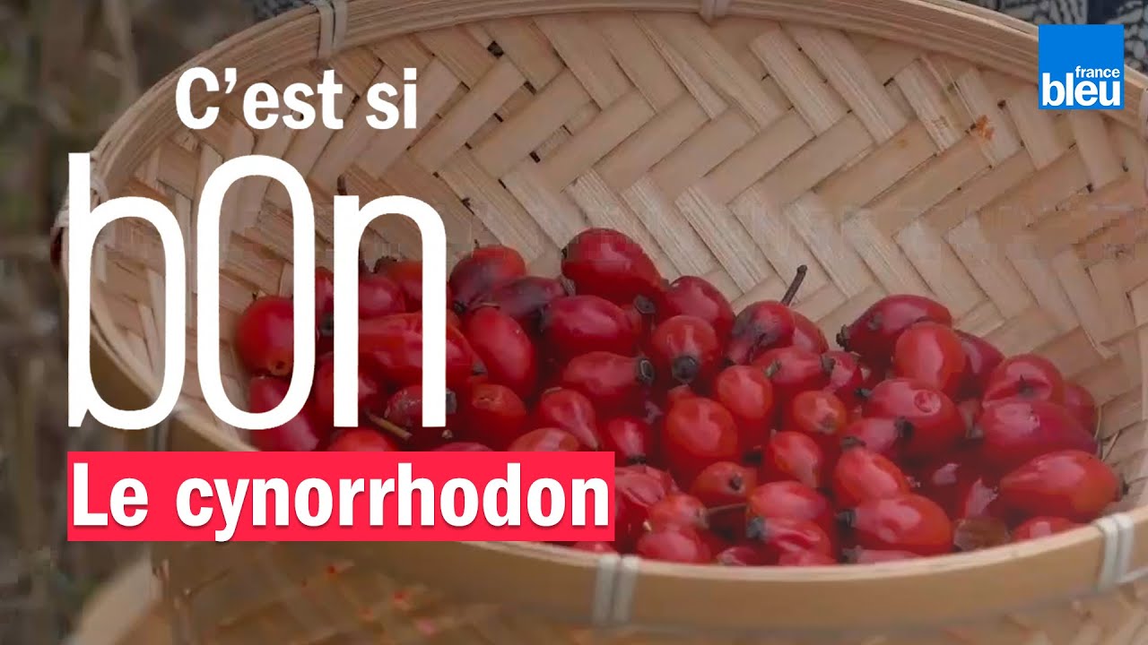 Le cynorrhodon ou le gratte-cul, une baie bonne pour la santé - C'est si bon