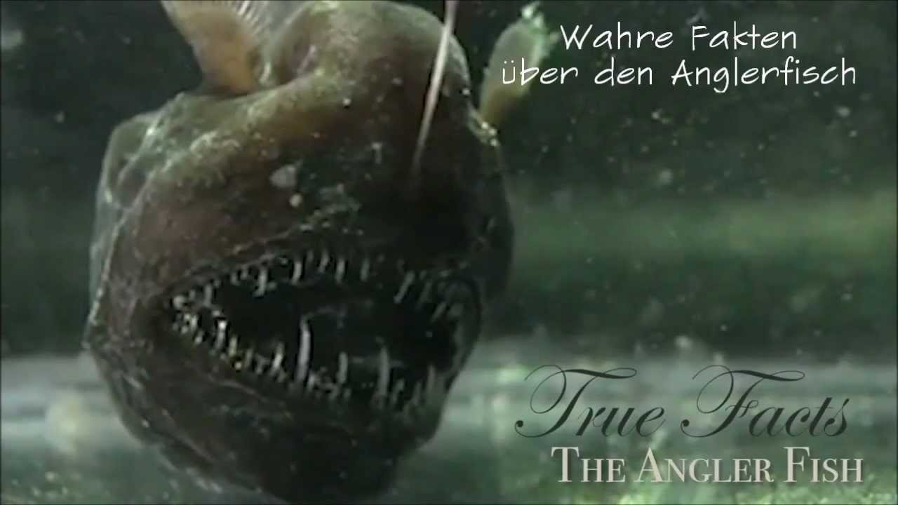 Wahre Fakten &uuml;ber den Anglerfisch