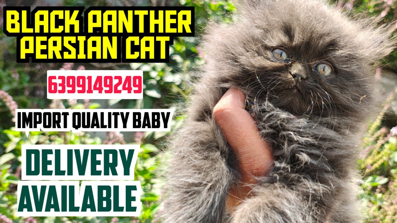 🤯BLACK PANTHER PERSIAN CAT MALE FOR SALE • TRIPLE COAT • SEMI PUNCH FACE • HIGH QUALITY KITTEN 