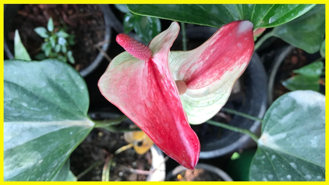 ඔයාට සුපිරිම වර්ග 30කින් Plants 30ක් ගෙනාවා | Anthurium Plants | Alankara Plants 0711656785