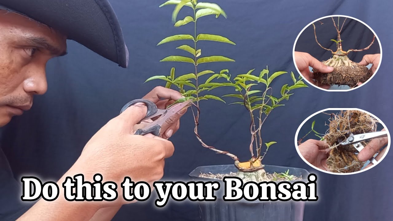 The secret to making mini bonsai