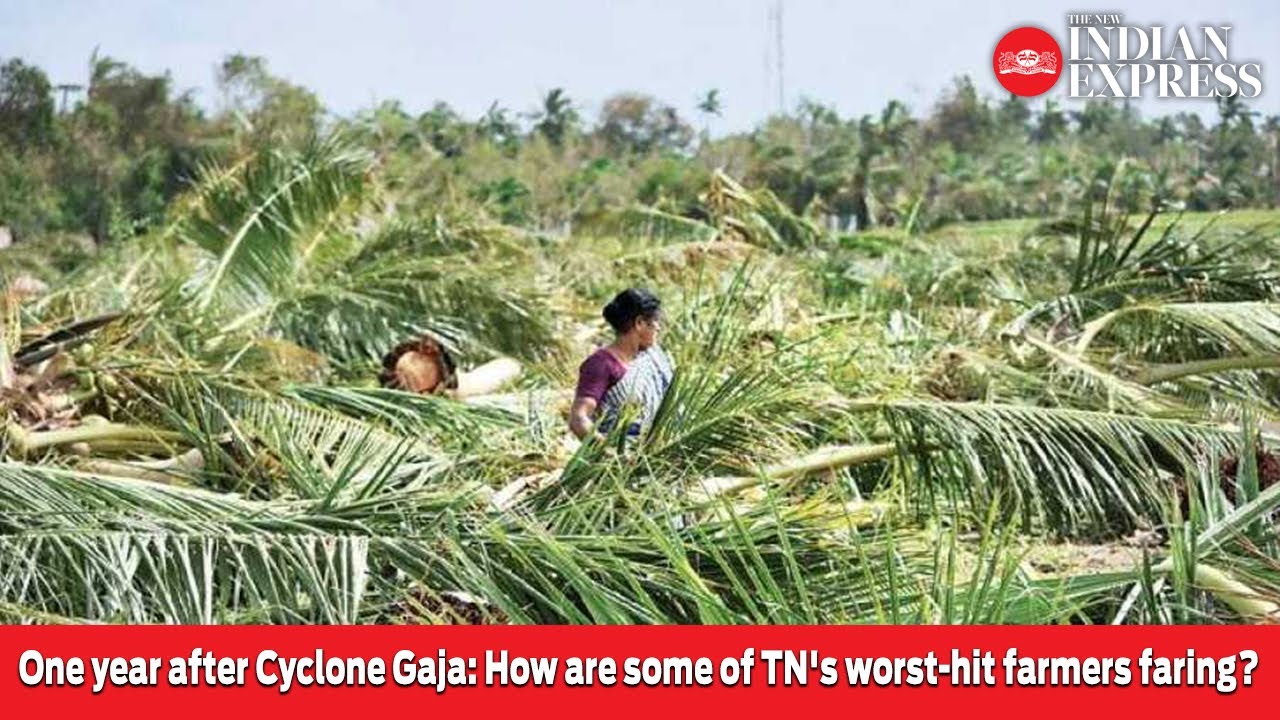 One year after Cyclone Gaja: How are some of TN's worst-hit farmers faring?