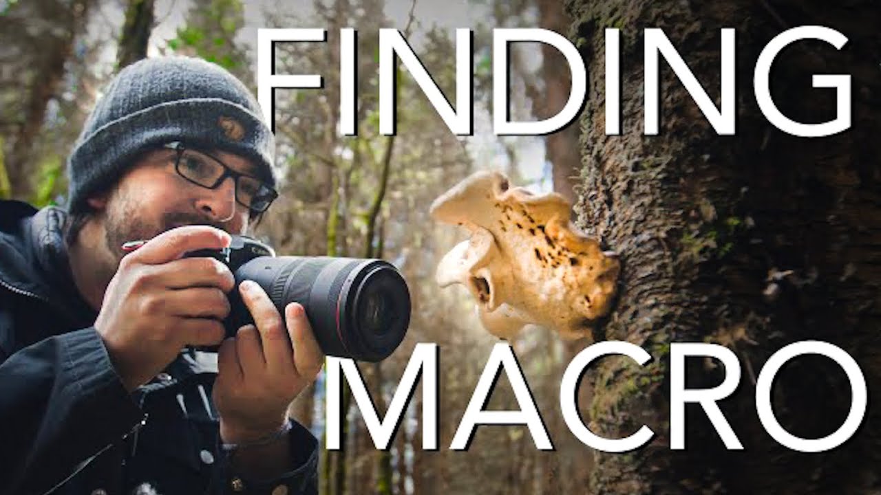 Поиск макрофотографий в лесу