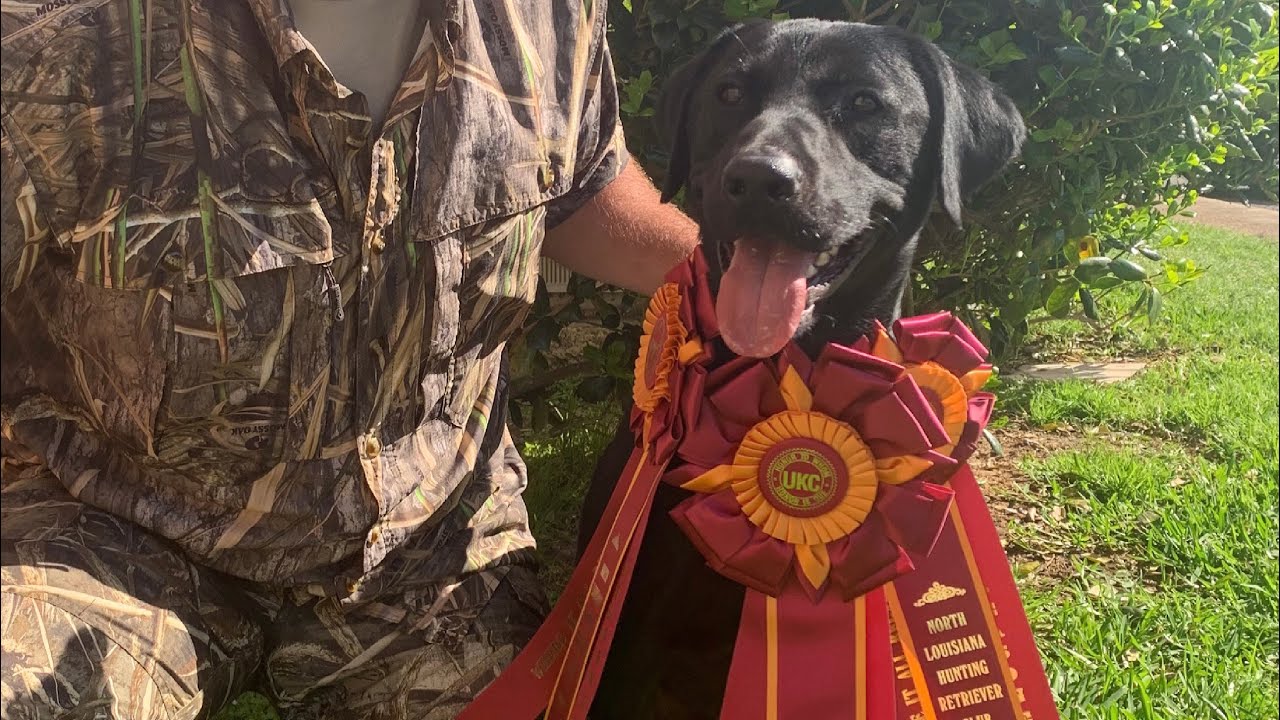 Seasoned Hunt Test TITLE PASS - North Louisiana HRC
