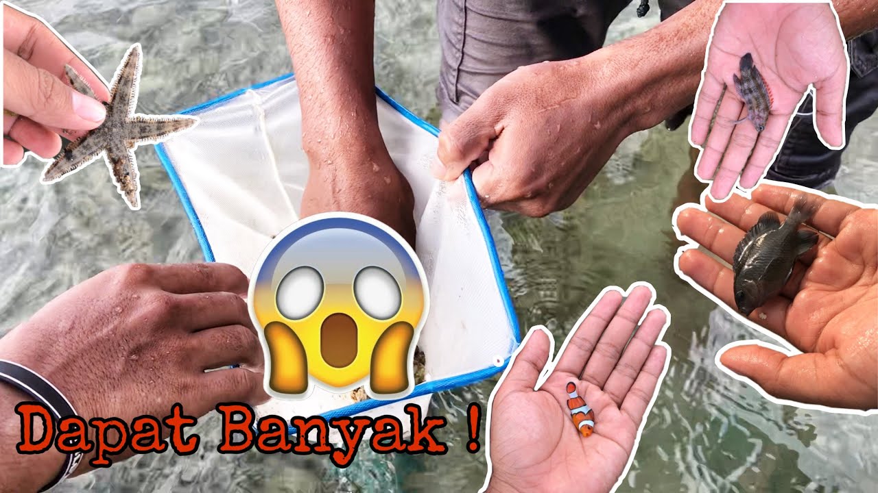 Berburu IKAN HIAS di Pantai Dapat Lion Fish, Ikan Nemo dan Banyak Lagi !!!