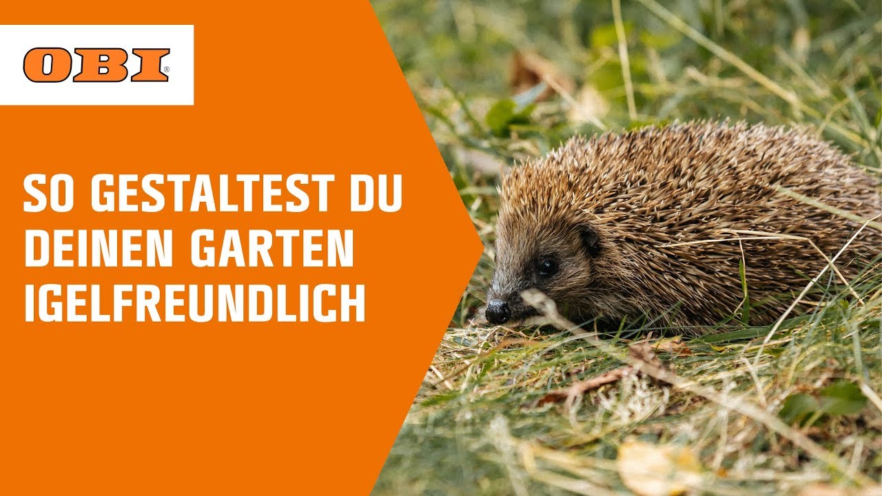 Igel im Garten | Tipps & Tricks für einen igelfreundlichen Garten | OBI