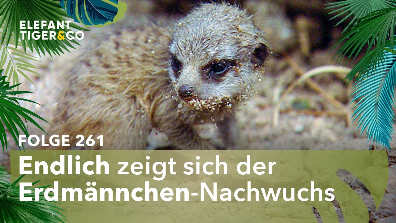 Unheil am Königshof der Erdmännchen (Folge 261) | Elefant, Tiger & Co. | MDR
