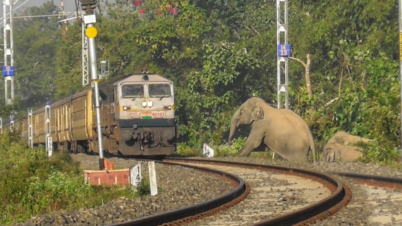 Wild Elephants Cross The Railway Line