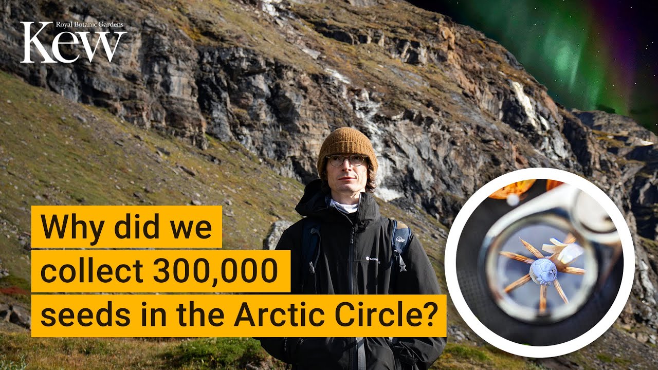Frö - Saving plant species beyond the Arctic Circle | Kew