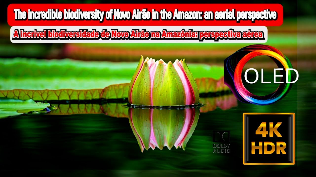 The incredible biodiversity of Novo Airão in the Amazon: an aerial perspective.