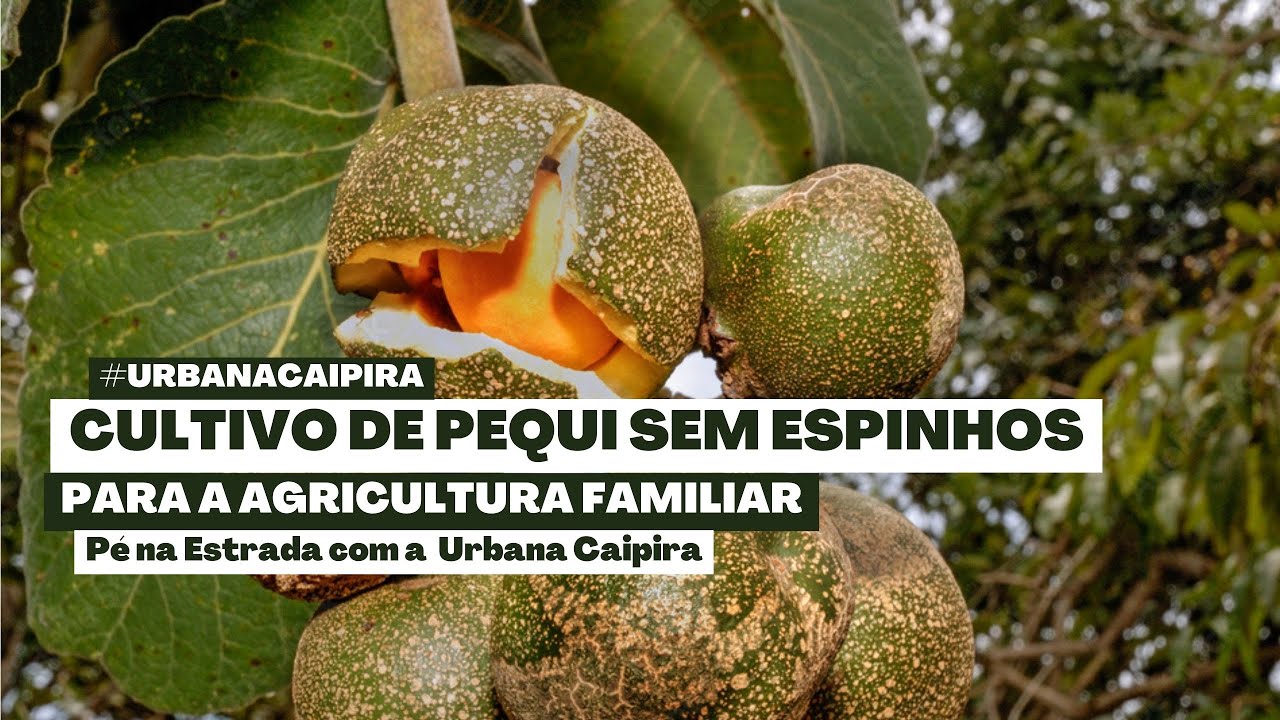 PRODUÇÃO DE PEQUI SEM ESPINHO SAIBA MAIS SOBRE ESSA CULTIVAR