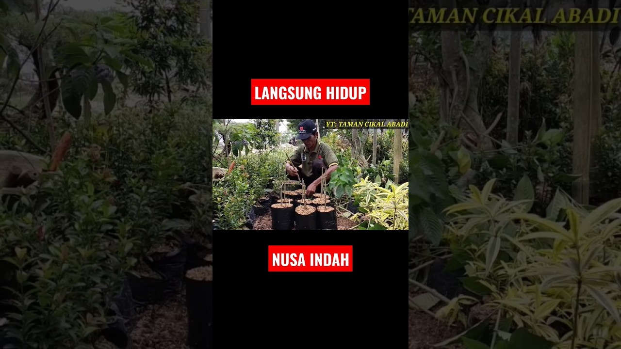 CARA PERBANYAK TANAMAN NUSA INDAH !!