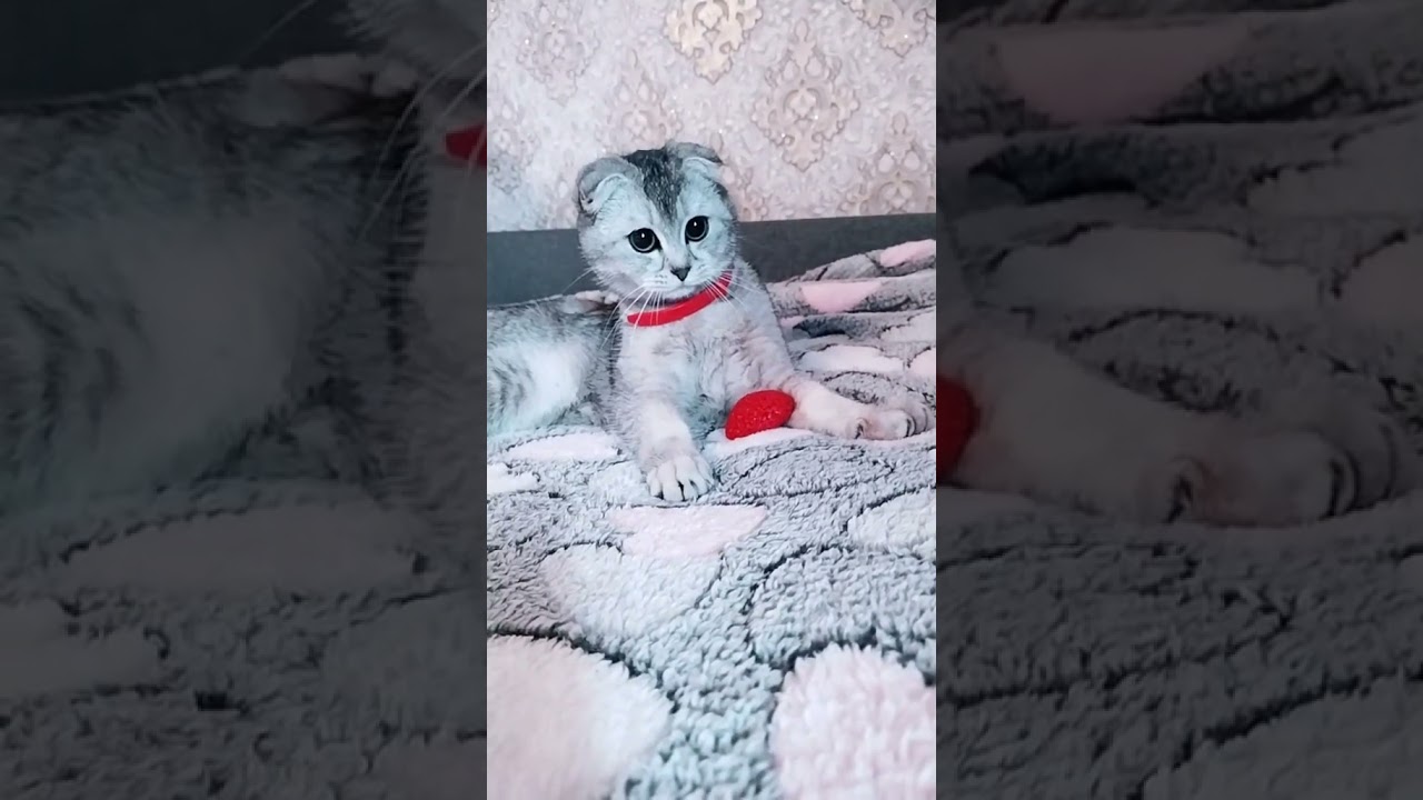 Мия 