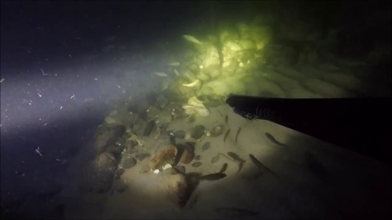 Uv jagt - Hav&oslash;rreder p&aring; Nordkysten