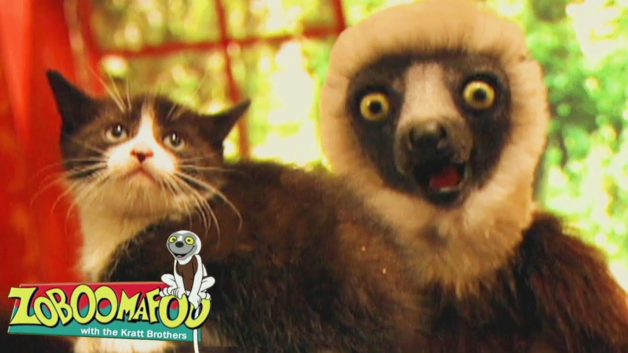 Kitten Chaos & Big Cat Facts! | Zoboomafoo - WildBrain | Full Episode Compilation