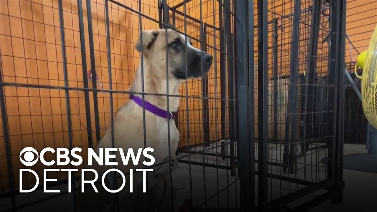 Michigan animal rescue desperate for donations after social media fiasco