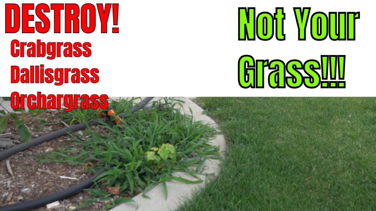 DIY How to KILL, identify and treat Crabgrass, Dallisgrass and Orchardgrass