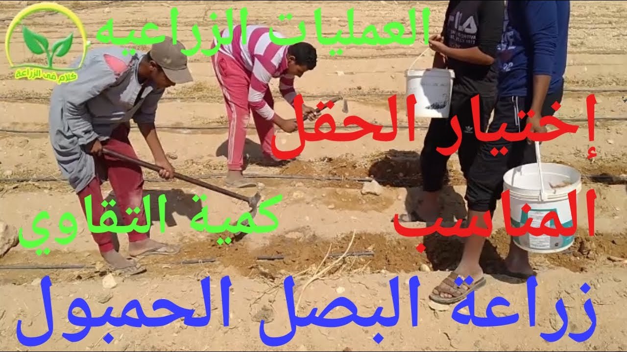 زراعة البصل الحمبول (الحبة السوداء) الحلقه الاولى اختيار الحقل/ كمية التقاوي /خطوات الزراعة .