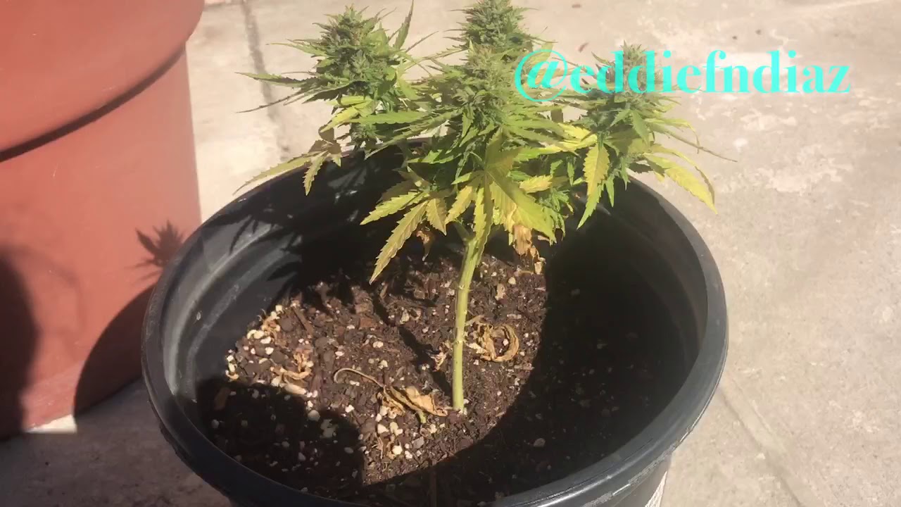 Cannabis Garden Update: Cover Cropping