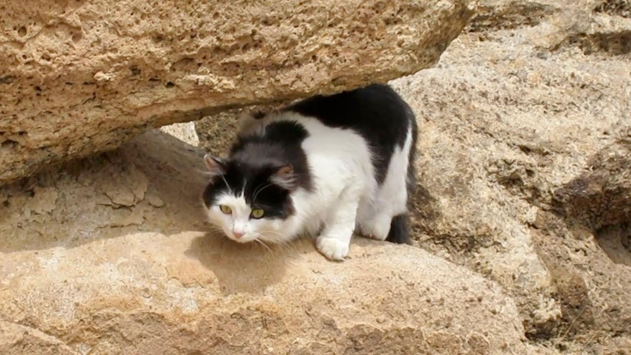 Our Cute Cats #368 - Hiking With Cats | Pasha & Panqueeñou Explore Rocks