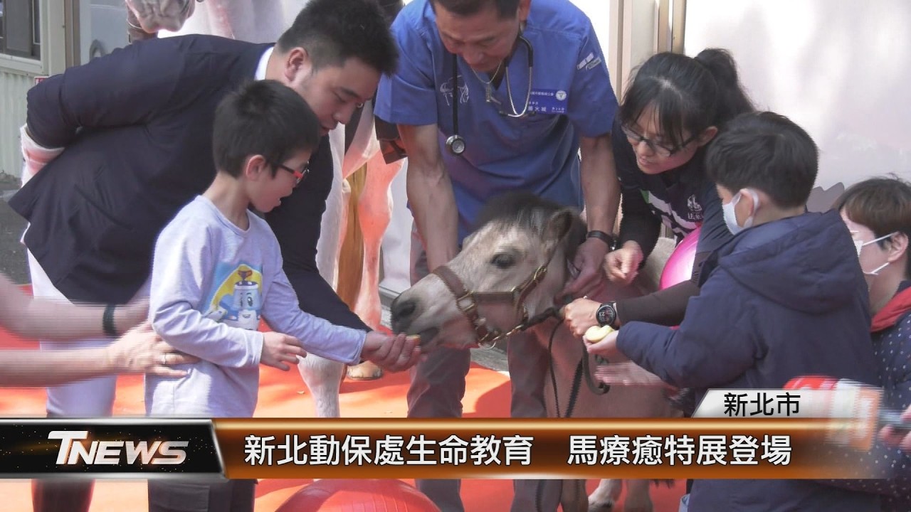 新北動保處生命教育  馬療癒特展登場│T-NEWS聯播網