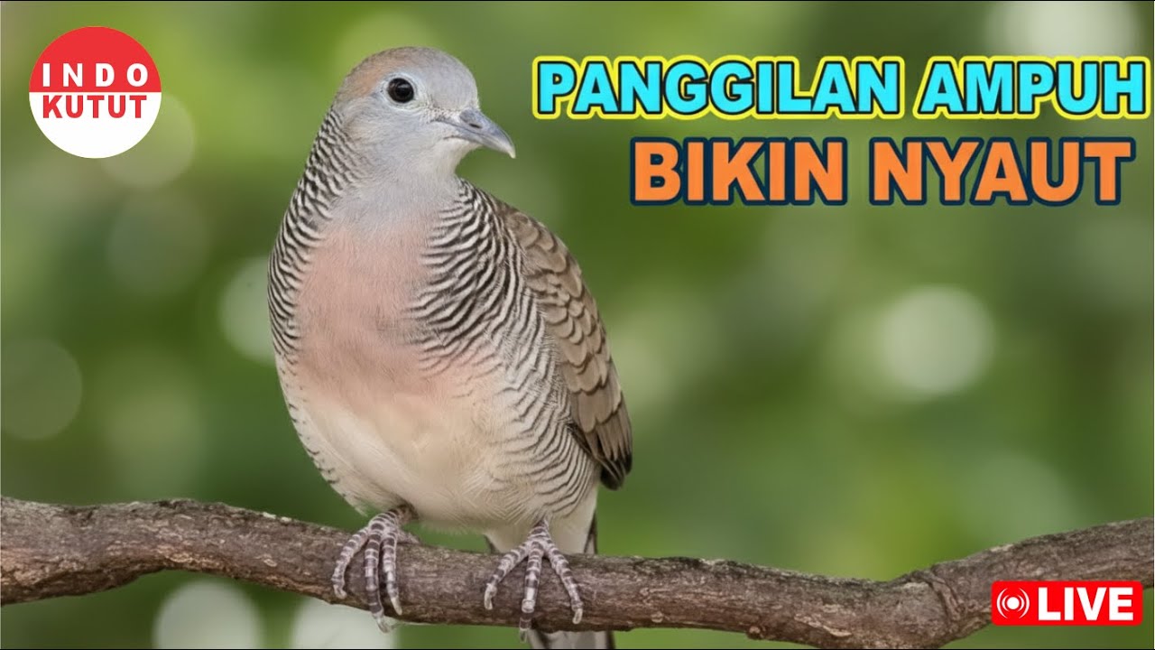 Perkutut Lokal Gacor alam liar iramanya bikin emosi CEPAT NYAUT