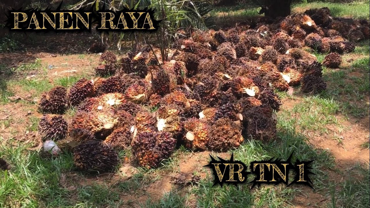 KELAPA SAWIT VRS TN1 BUAHNYA SAMPAI 4 TANDAN DALAM 1 POHON TPH PER HEKTAR PANJANG SEKALI KAYA JALAN