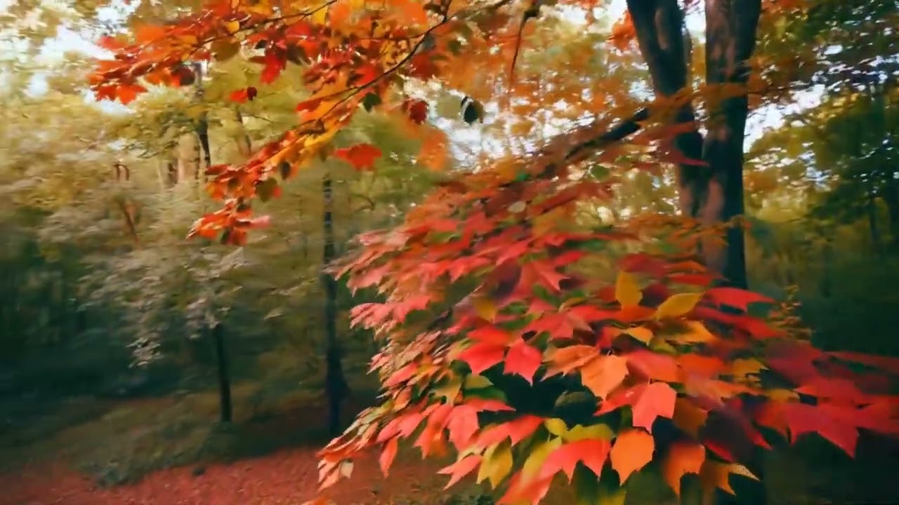 Moments Among Trees 🍂 Anime Lo-fi Beat