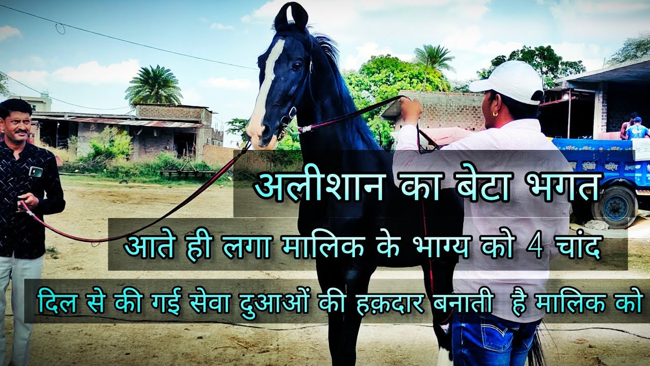 अलीशान का एक खूबसूरत बेटा (Stallion BHAGAT) दीये है एक से एक बच्चे(62637 42352)