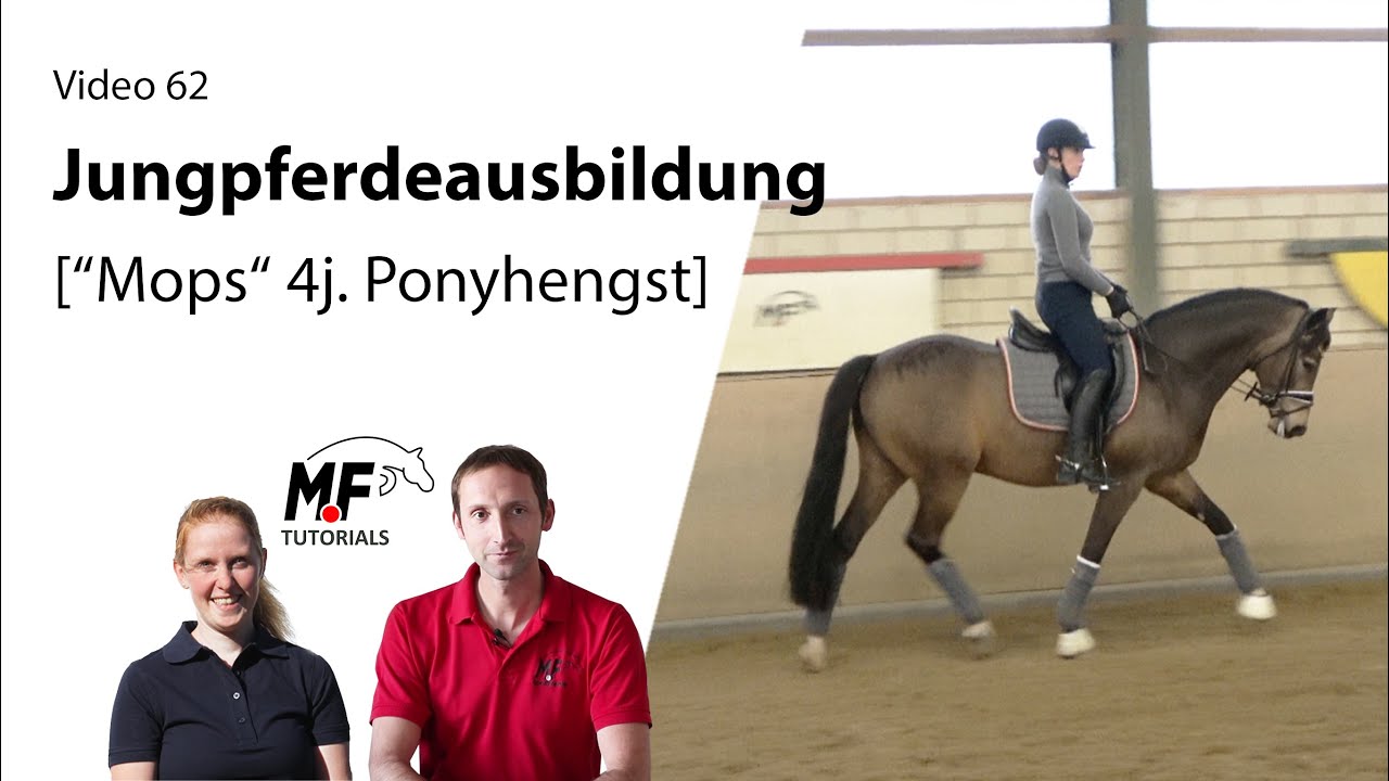 [62] Jungpferdeausbildung | nach dem Anreiten - 