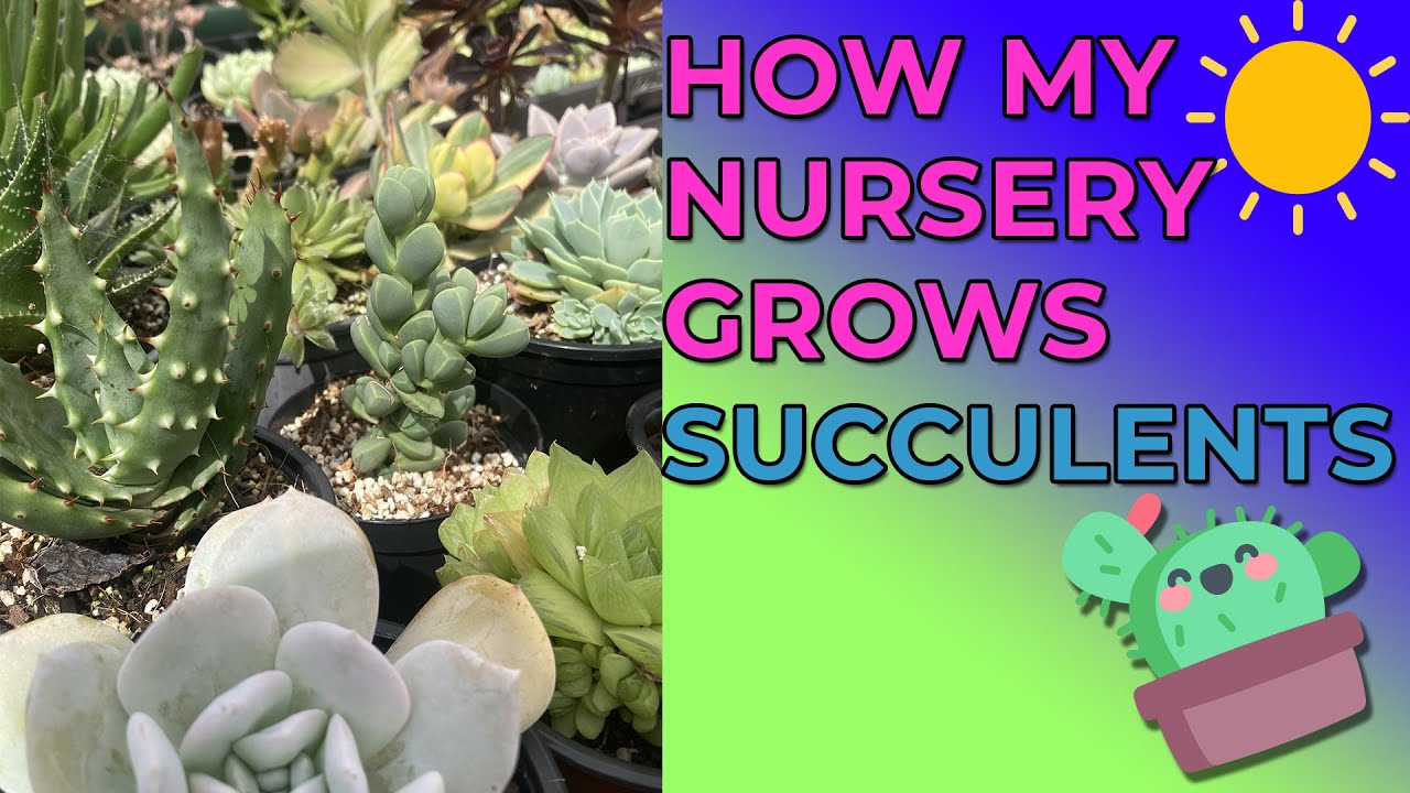 How My Plant Nursery Grows Succulents