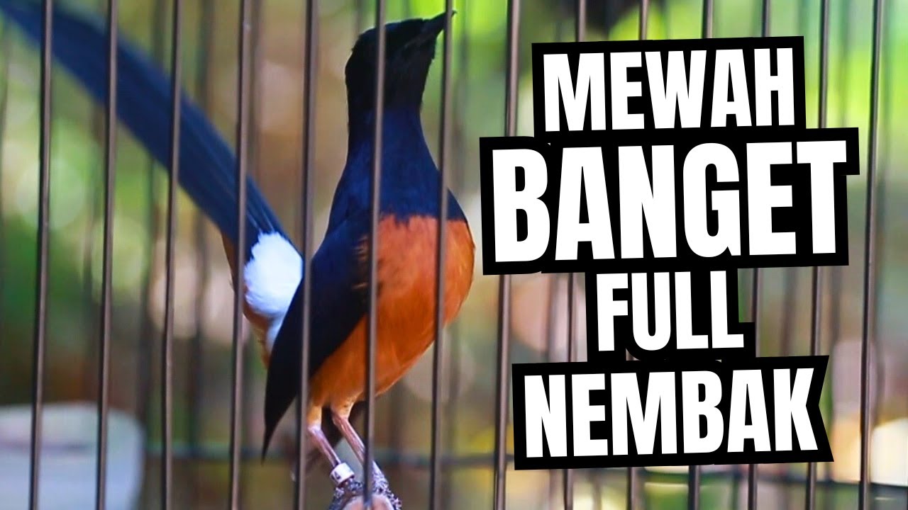 MURAI BATU GACOR FULL ISIAN TEMBAKAN MEWAH SANGAT AMPUH MELATIH MURAI BATU BONGKAR ISIAN
