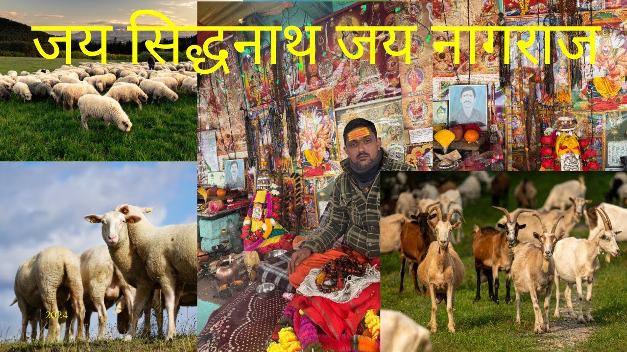 गड़वाली जागर नाग सिधवा सिरोता की रात पहुच गये बुग्याल जय हो  बाला भुजगड़  #phadi #phadilifestyle 