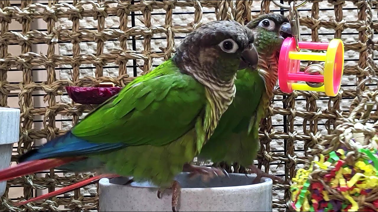 conure parakeet sounds for lonely birds to make them happy