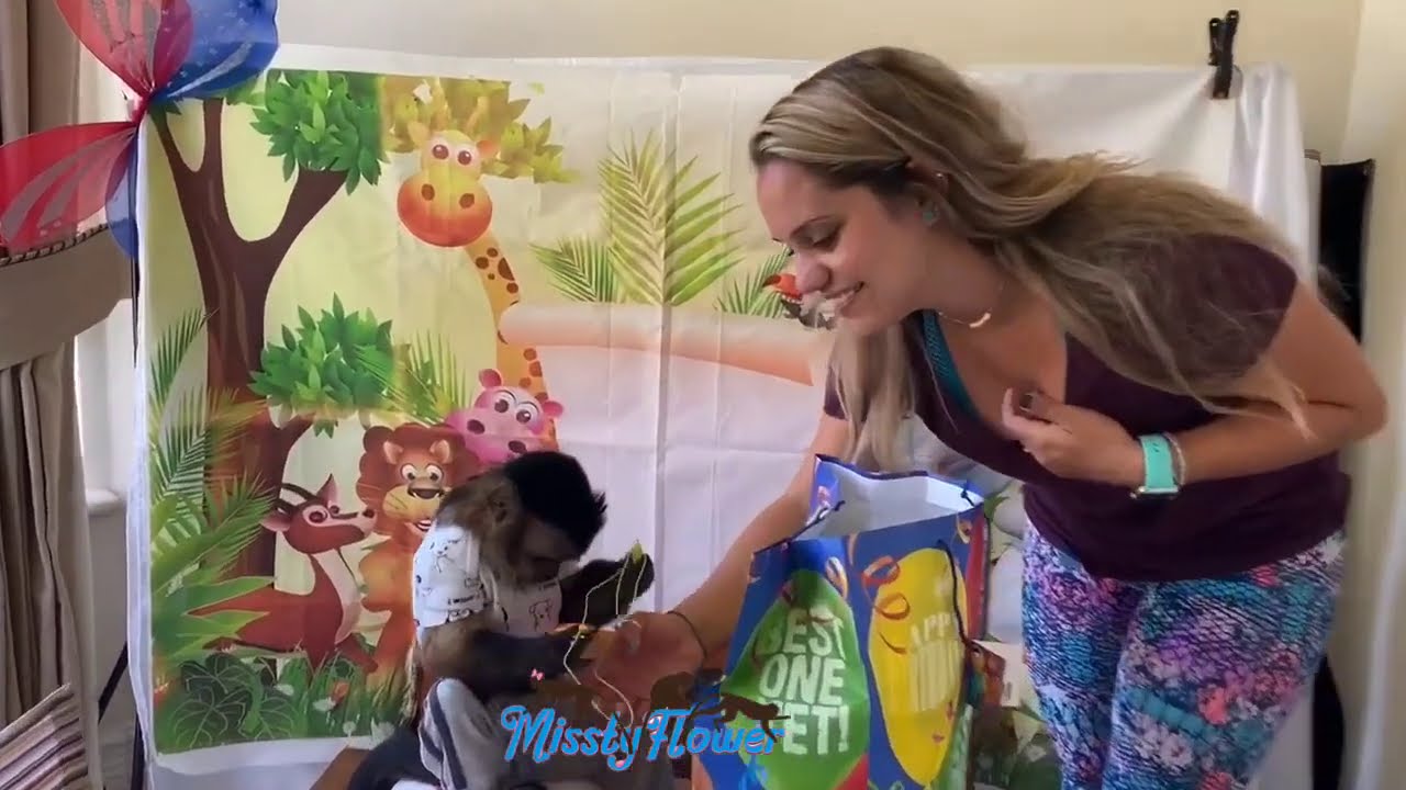 Monkeys get gifts🎁from a follower, here is Russel opening his...what’s taste better cashew or candy