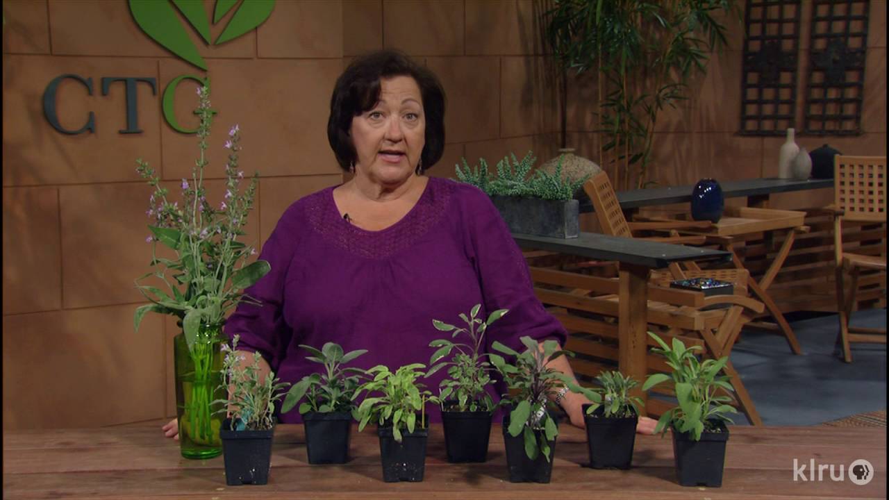Sage Advice |Trisha Shirey |Central Texas Gardener