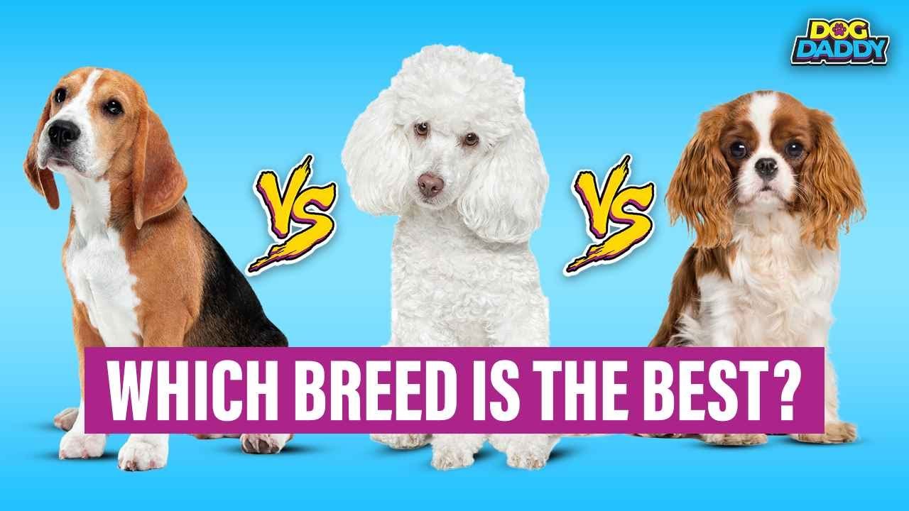 5 Best Dog Breeds for Kids