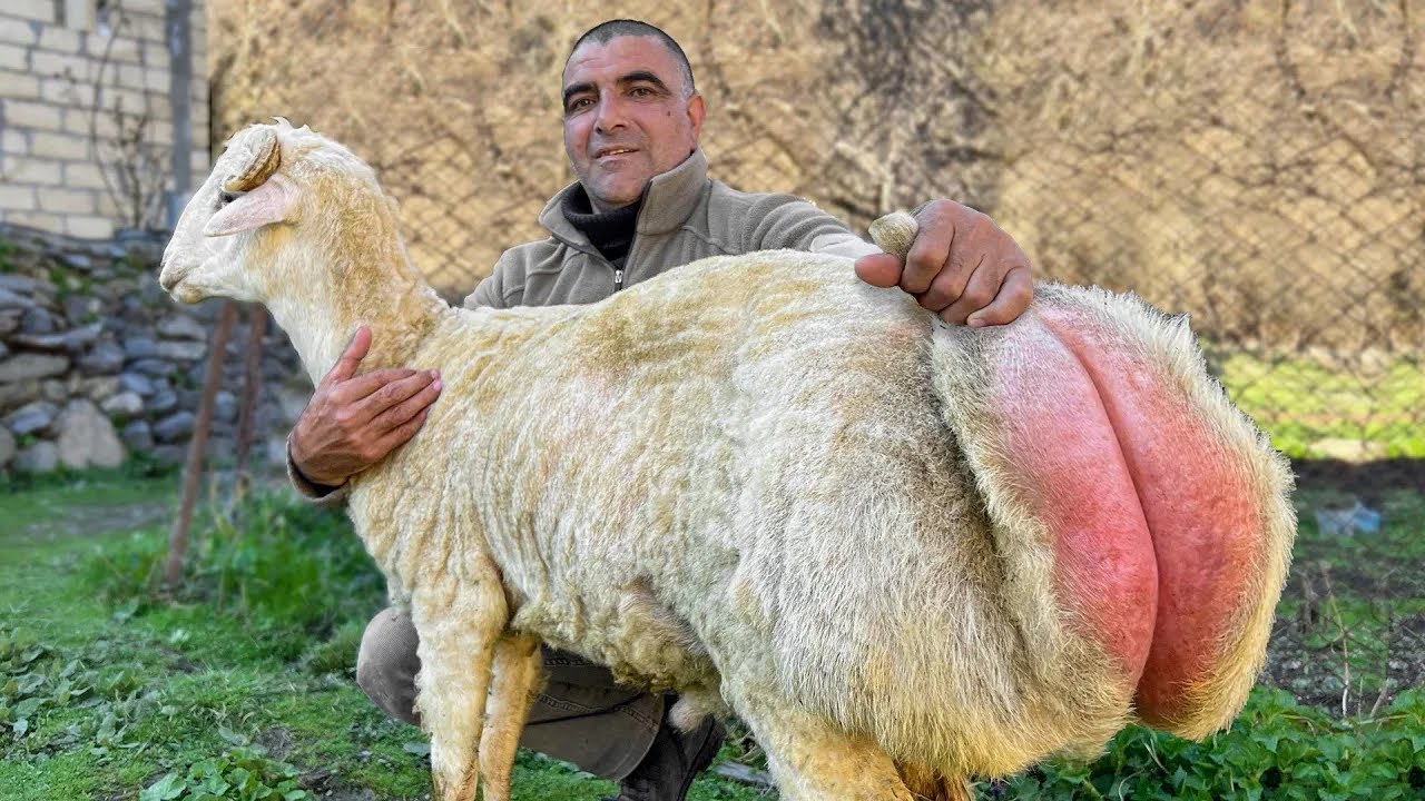 Roast A Big Lamb on a Spit! Azerbaijani Cuisine in the Mountains