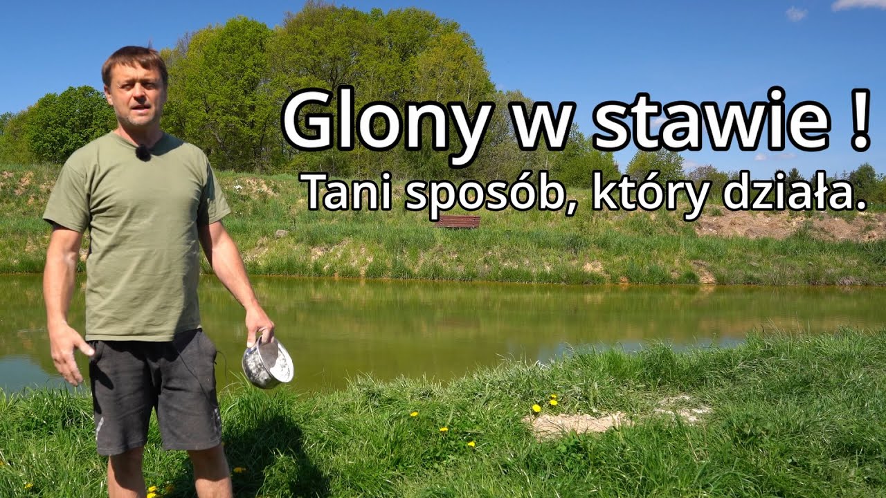 Staw do reanimacji? glony , zielona woda. Użyj ... naturalnie, skutecznie, bez ściemy