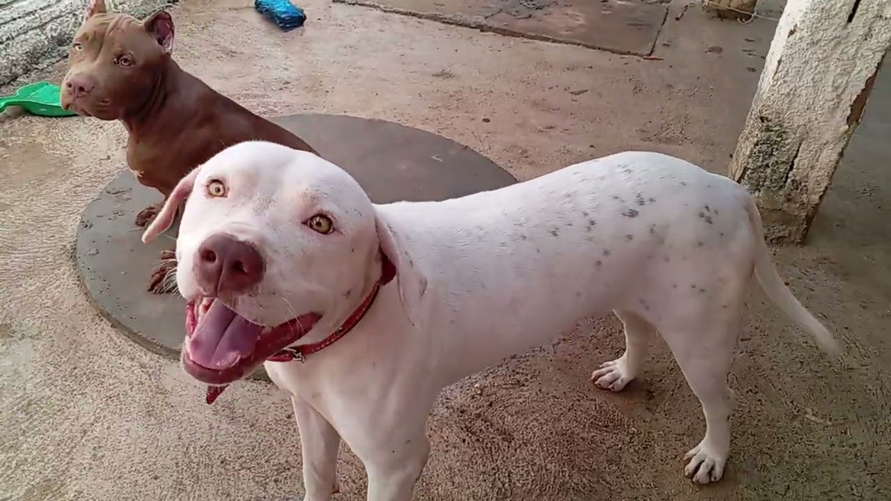 Pit Monster com apenas 4 meses só olha a forma 