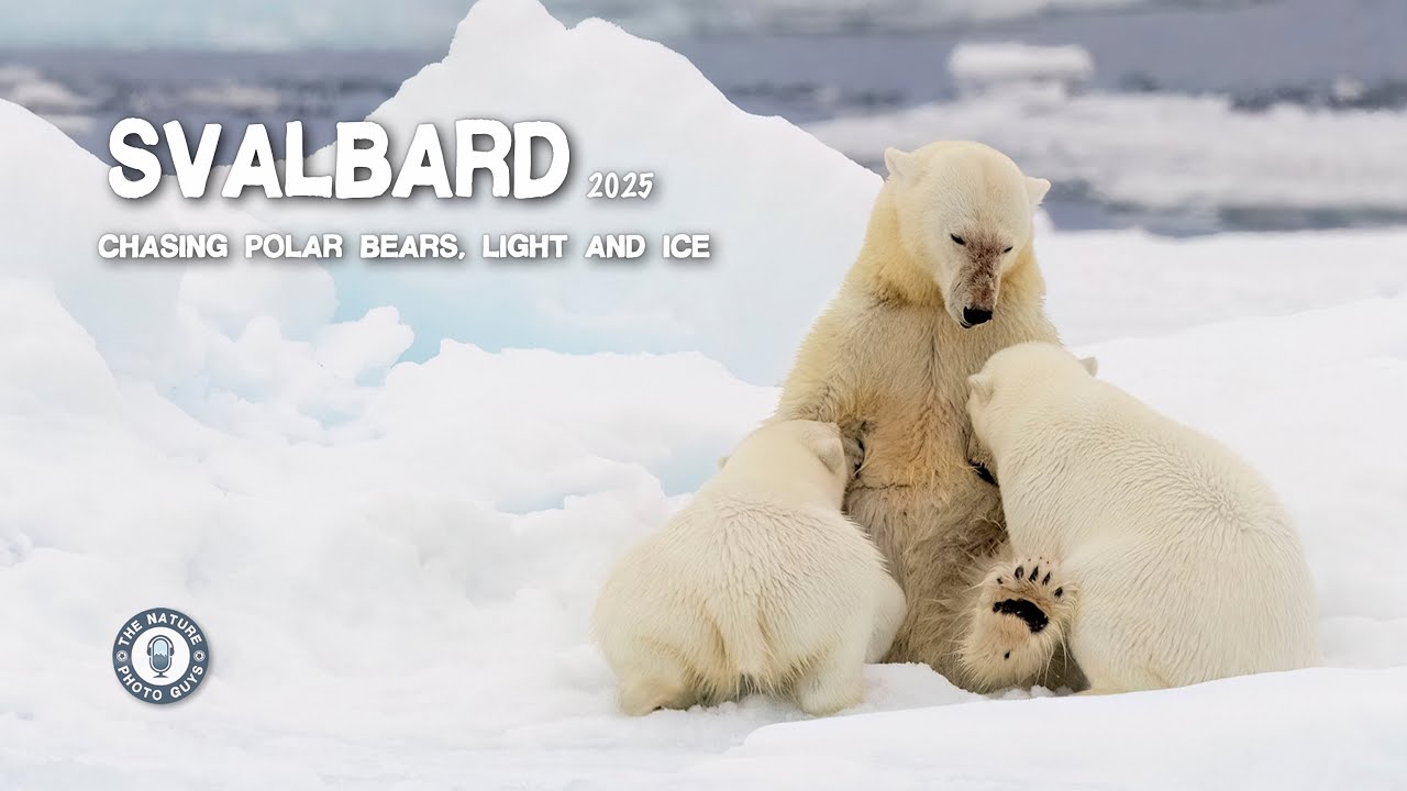 Svalbard 2025 Chasing Polar Bears, Light and Ice