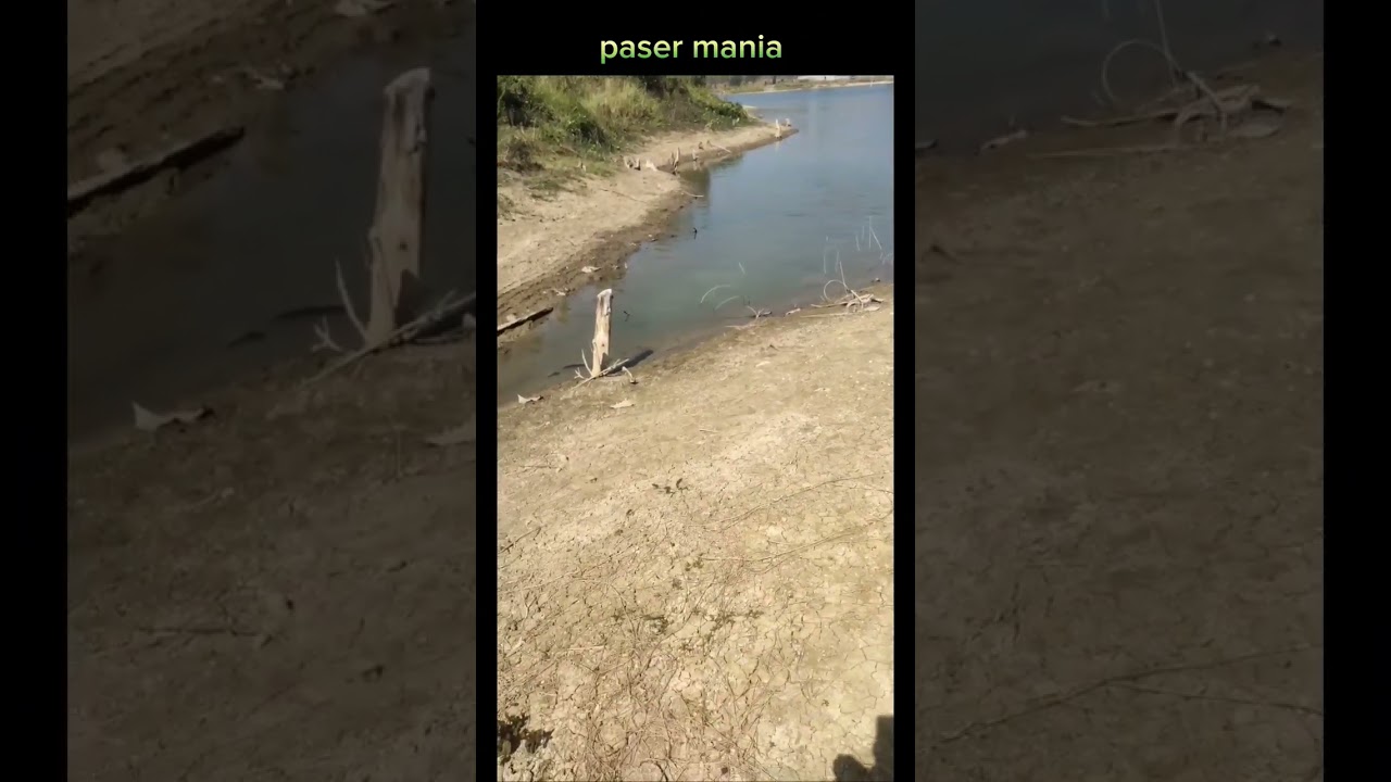 maser ikan mas babon lagi minggir #fishing #pasermania #viral #berburuikan #ikanmas