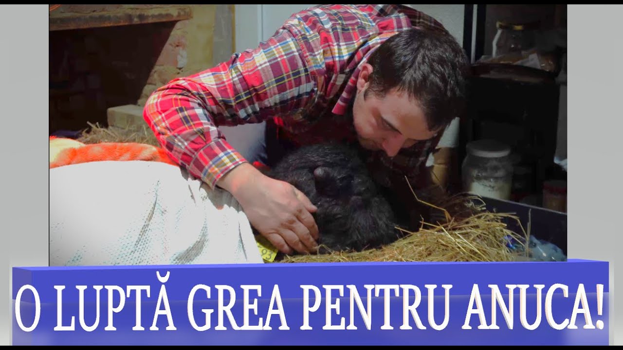 LUPTA GREA să o salvăm pe BIVOLIȚA ANUCA de la MOARTE! #OrășeanLaȚară!