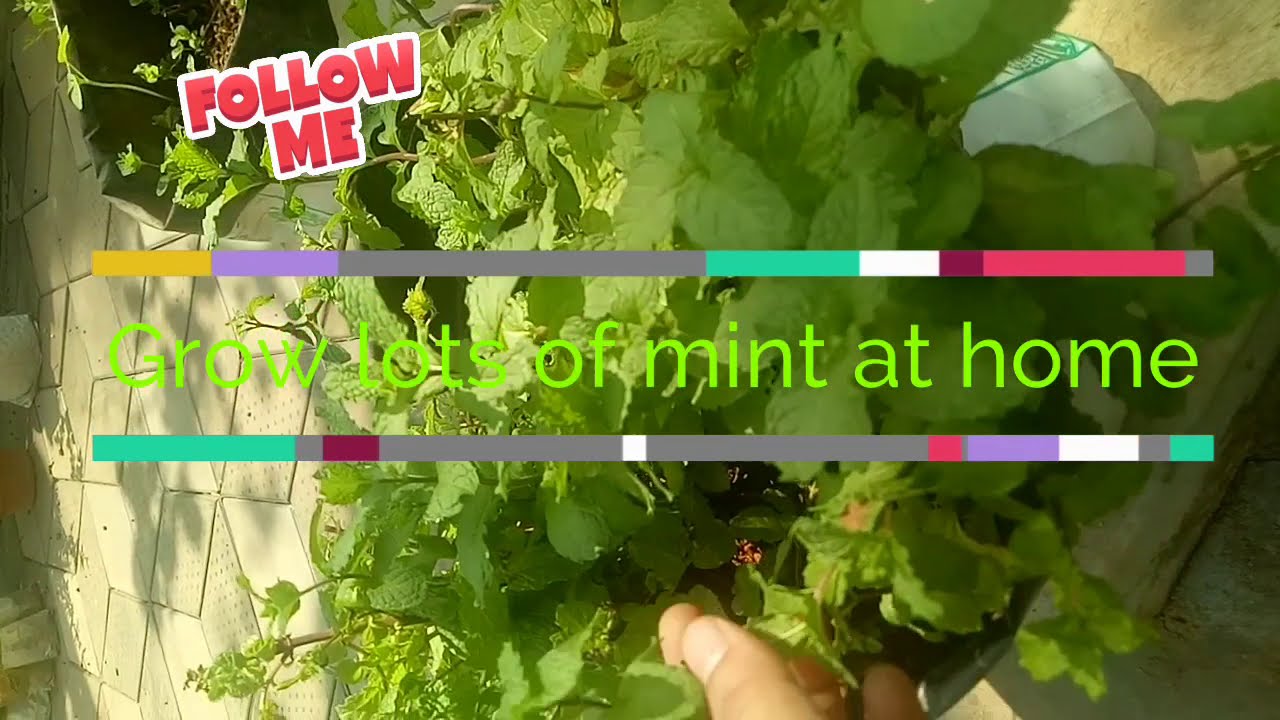 How to grow mint from stem cuttings at home