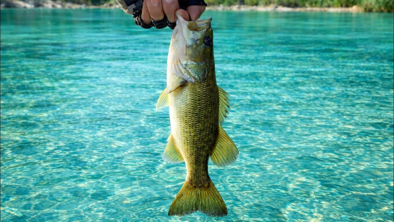 I Didn't Expect THIS... My First Ever Large Mouth Bass