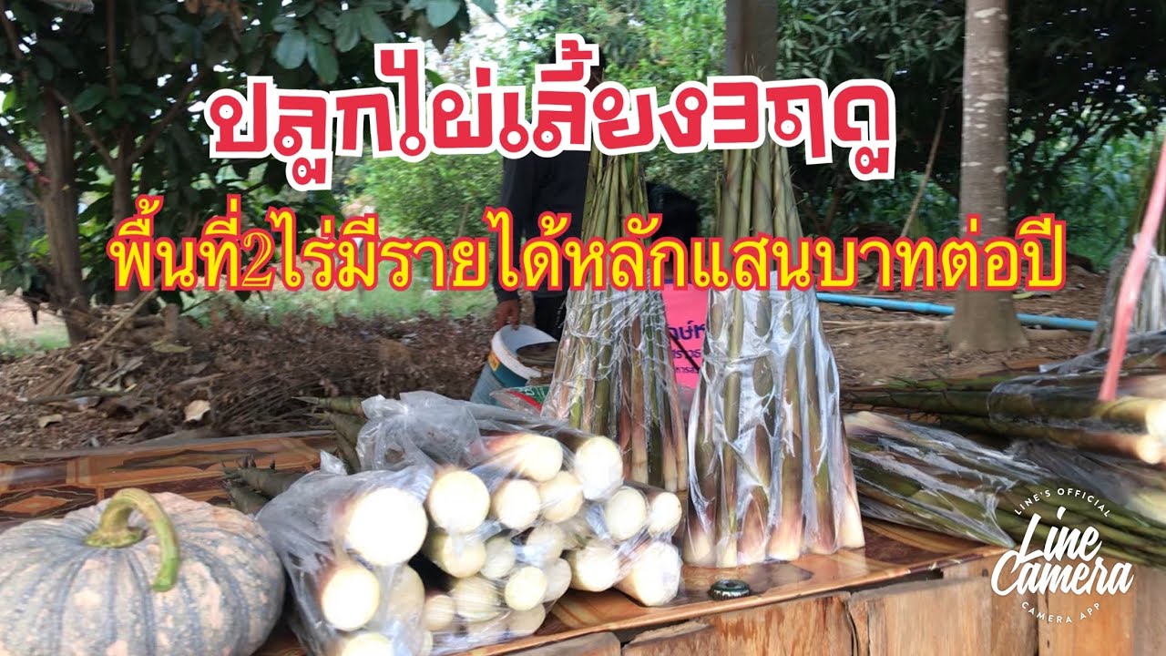 ปลูกไผ่เลี้ยง สามฤดู พื้นที่2ไร่ มีรายได้หลักแสน