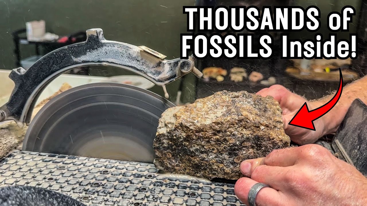 Turritella Agate: 50 Million Year Old Fossil Graveyard!